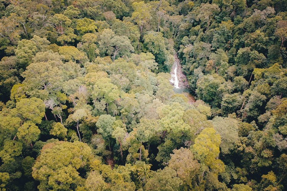 Borneo Deforestation Rate Drops 22% After Palm Oil Moratorium
