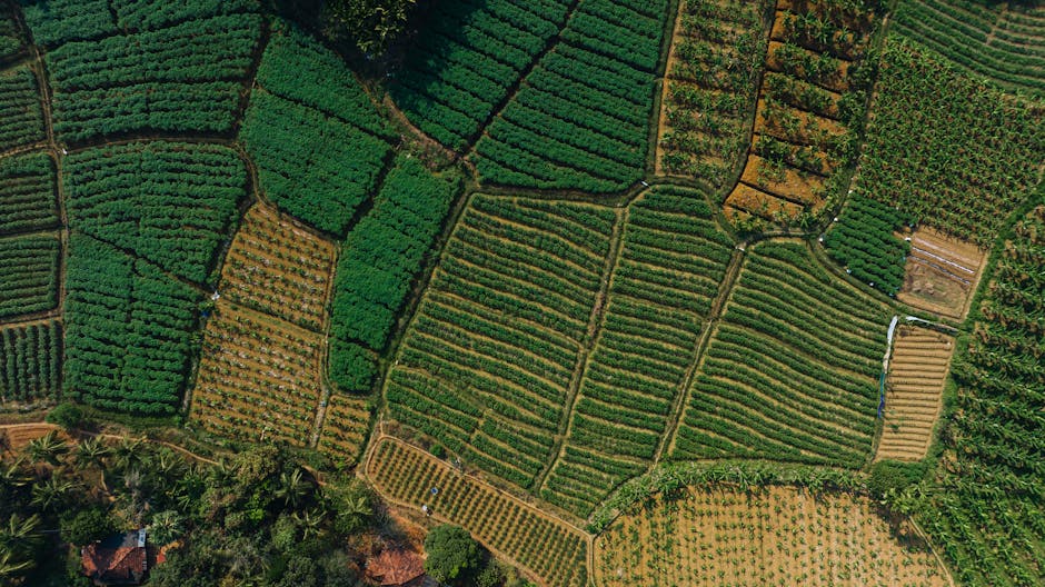 India's Organic Farming Area Doubles to 6 Million Hectares