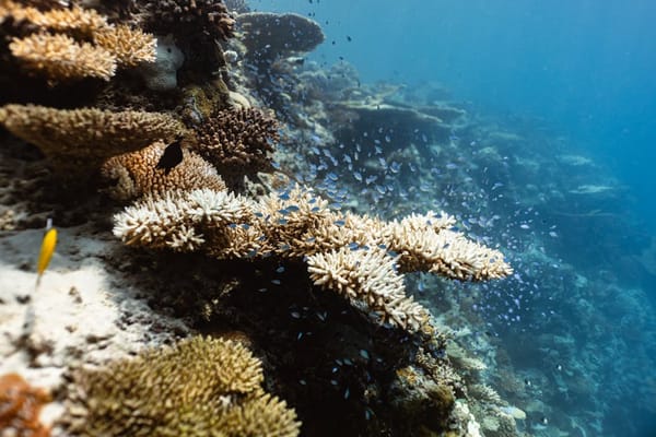Coral Bleaching Alert Issued for 80% of Southeast Asian Reefs