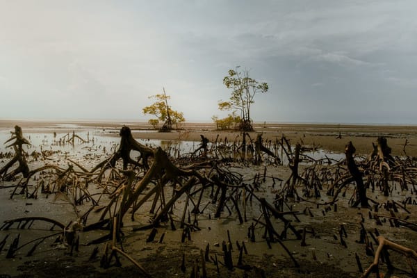 Asia's Mangrove Forests: What Decades of Clearing Cost and What Recovery Actually Looks Like