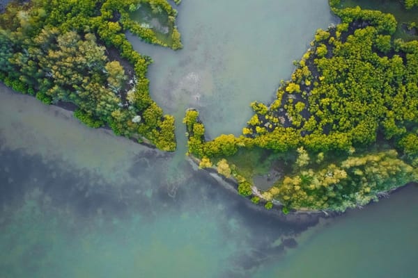Asia's Coastal Cities Turn to Mangroves as a Cheaper Alternative to Seawalls